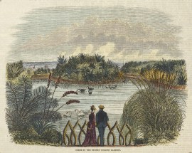 Scene in the Sydney Botanic Gardens. NSW - Sydney