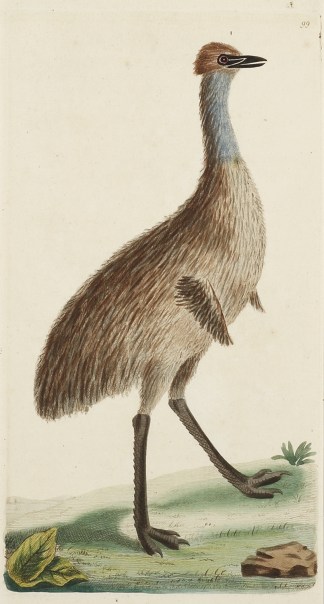 The Southern Cassowary. Australian