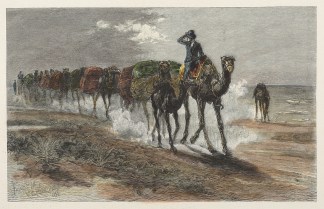 Wool-Transit by Camels in the Northern T… General / Global