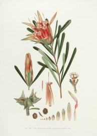 The Honey-Flower. (Lambertia formosa, Sm.) Australian - General The Honey-Flower. (Lambertia formosa, Sm.)