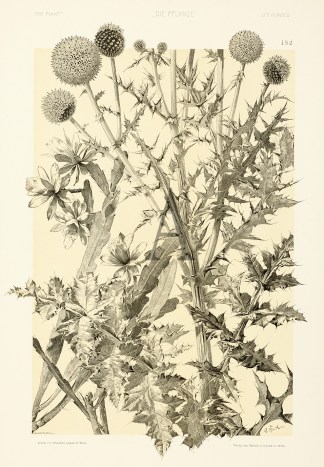 Untitled Art Nouveau