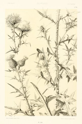 Untitled Art Nouveau