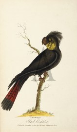 Black Cockatoo.