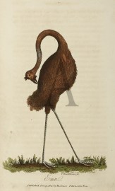 Emu.