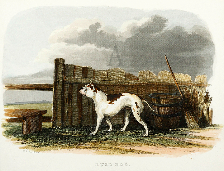 Bull Dog - Antique Print from 1846