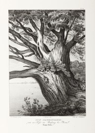 Ein Baumstamm. von 100 Fuss im Umfang, bei Moua (Tonga=Tabu.)