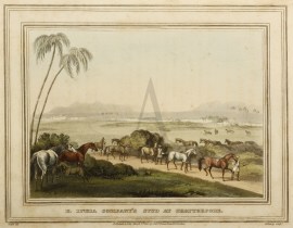 E. India Company's Stud at Chatterpore.