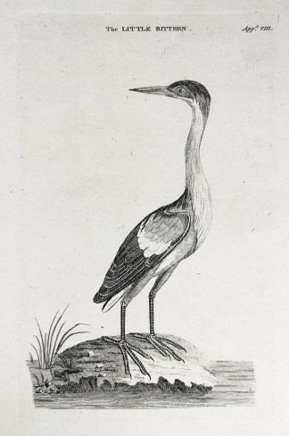 The Little Bittern. General / Global