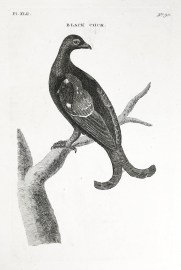 Black Cock. General Black Cock.