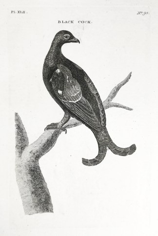 Black Cock. General / Global