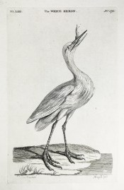 The White Heron. General The White Heron.