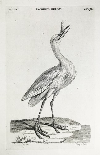 The White Heron. General / Global