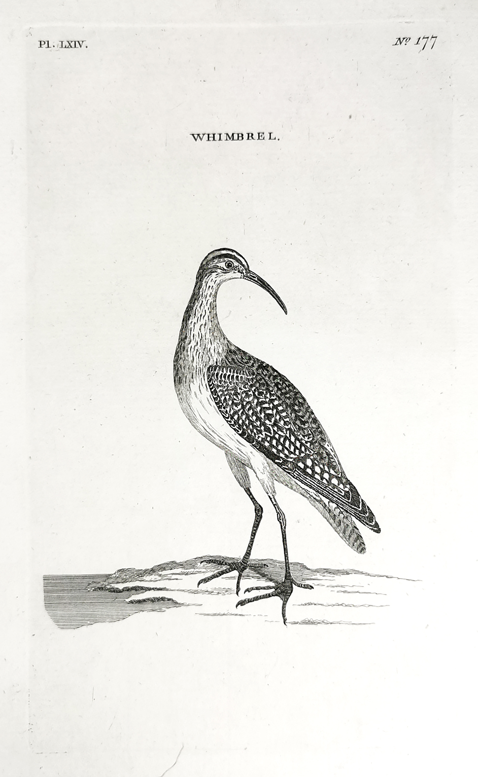 Whimbrel. - Antique Print from 1766