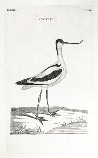 Avoset. General / Global