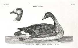 Bean Goose. White Fronted Wild Goose. General Bean Goose. White Fronted Wild Goose.