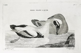 Eider Drake & Duck. General / Global