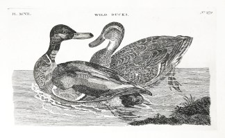 Wild Ducks. General / Global