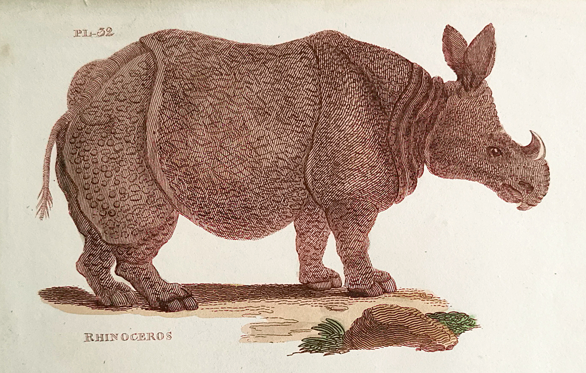 Rhinoceros - Antique Print from 1811