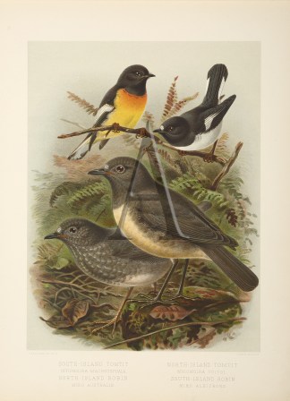 South Island Tomtit –  North Islan… New Zealand