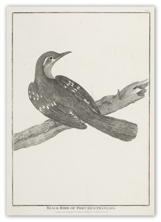 Black Bird of Port Des Francais. [Lituya… General / Global