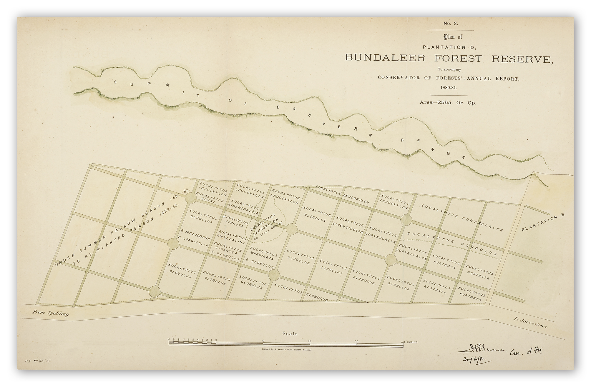 Plantation D, Bundaleer Forest Reserve, .... - Antique Map from 1881