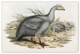 Cereopsis Novae-Hollandiae. Cereopsis Goose.