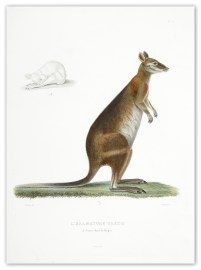 L’Halmaturus thetis A. Jeune dans le Repos. … Australian - General