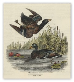 Wild Ducks (Australian Shoveller) Australian - Various artists Wild Ducks (Australian Shoveller)