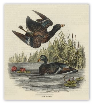 Wild Ducks (Australian Shoveller) Australian