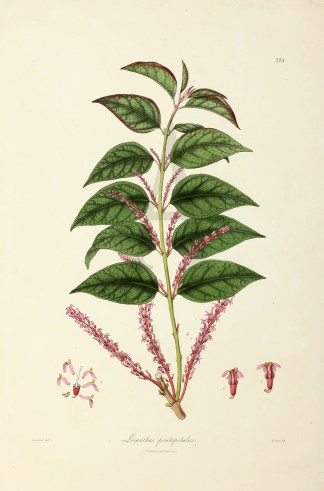 Loranthus pentapetalus General / Global