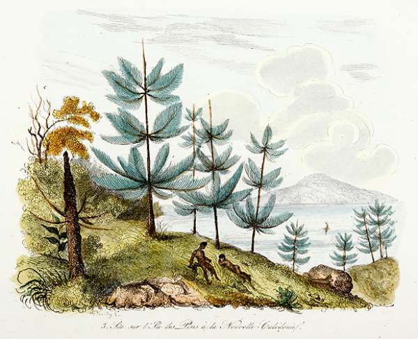 Site sur l'Ile de Pins a la Nouvelle Caledonia - Antique Print from 1843