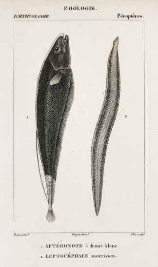 1. Apteronote a front blane. 2. Leptocephale morrisien. - Antique Print from 1816
