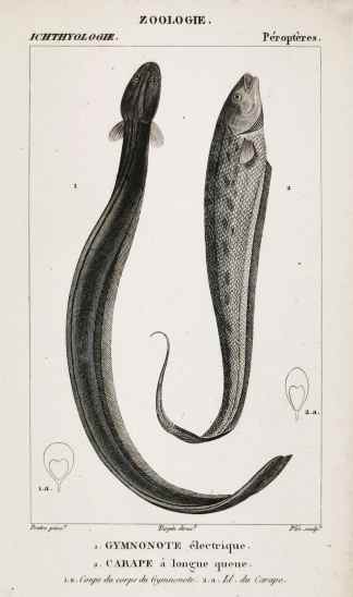 1. Gymnonote electrique. 2. Carape a longue queue. - Antique Print from 1816