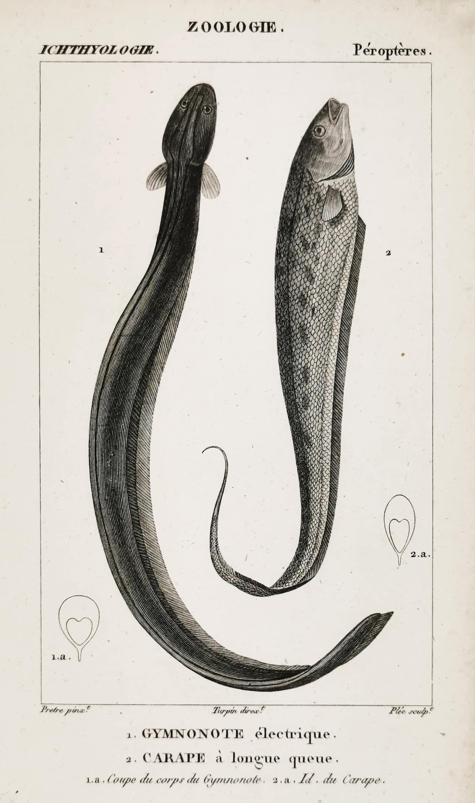 1. Gymnonote electrique. 2. Carape a longue queue. - Antique Print from 1816