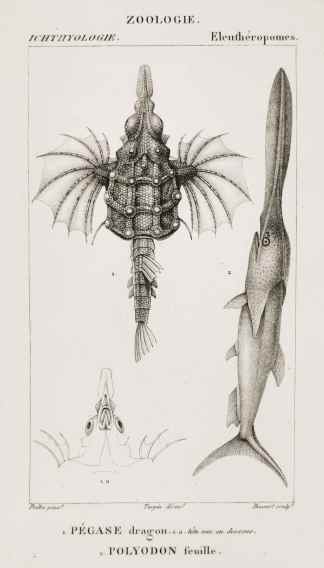 1. Pegase dragon. 1.a. tete vue en dessous. 2. Polyodon feuille. - Antique Print from 1816