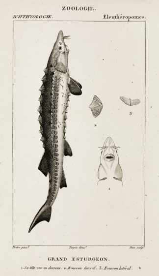 Grand Esturgeon. 1. Sa tete vue en dessours. 2. Ecusson dorsal. 3. Ecusson lateral. - Antique Print from 1816