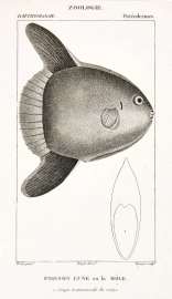 Poisson-lune ou la Mole. 1. Coupe transversale du corps.