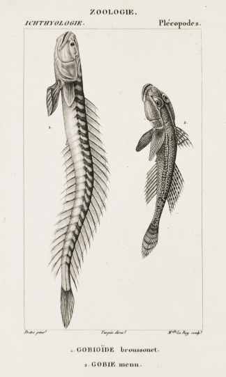 1. Gobioide broussonet. 2. Gobie menu. - Antique Print from 1816