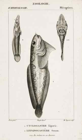 1. Cyclogastre Liparis. 2. Lepadogastere Gouan. - Antique Print from 1816