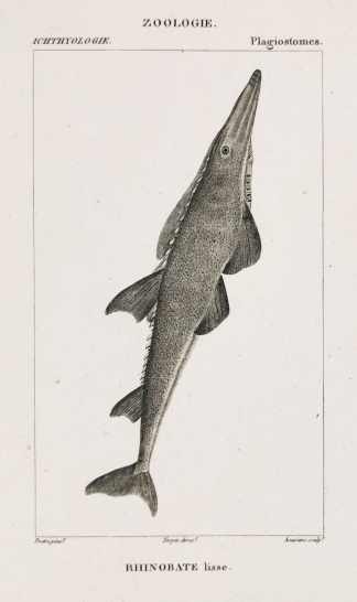 Rhinobate lisse. - Antique Print from 1816