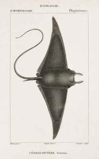 Cephaloptere Giorna. - Antique Print from 1816