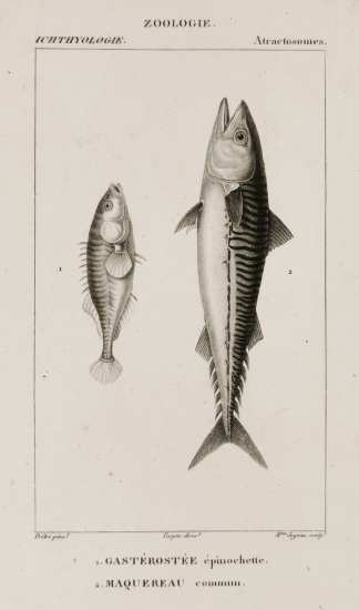 1. Gastérostée épinochette. 2. Maquereau commun. - Antique Print from 1816