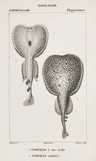 1. Torpille à une tache. 2. Torpille marbrée - Antique Print from 1816