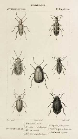1. Donacie à bandes. 2. Criocère de l'asperge. 3. Hispe testacée. 4. Hélode du phellaudrium. 5. Lupère pattes-jaunes. 6. Galéruque de la tanaisie. 7. Gribouri soyeux. - Antique Print from 1816