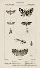 1. Crambe des prés. 2. Phalène plumistère. 3. Pyrale chlorane. 4. Teigne harpelle. 5. Alucite Latreille. 6. Ptérophore en éventail.