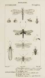 1. Fourmilion des fourmis 2. Ascalaphe italien. 3. Termite fatal 4. Psoque deux-points 5. Hémérobe chrysops