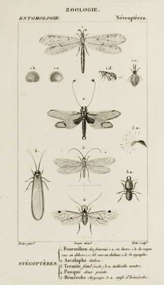 1. Fourmilion des fourmis 2. Ascalaphe italien. 3. Termite fatal 4. Psoque deux-points 5. Hémérobe chrysops - Antique Print from 1816
