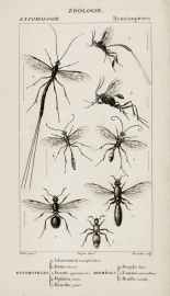 1. Ichneumon manifestateur 2. Fœne lancier 3. Évanie appendigastre 4. Ophion jaune 5. Banche point 1. Doryle baie 2. Fourmi rousse 3. Mutille écarlate