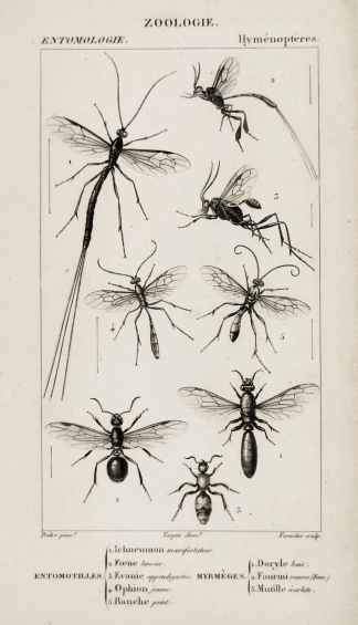 1. Ichneumon manifestateur 2. Fœne lancier 3. Évanie appendigastre 4. Ophion jaune 5. Banche point 1. Doryle baie 2. Fourmi rousse 3. Mutille écarlate - Antique Print from 1816