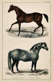 1. Race Horse. 2. Cart Horse.